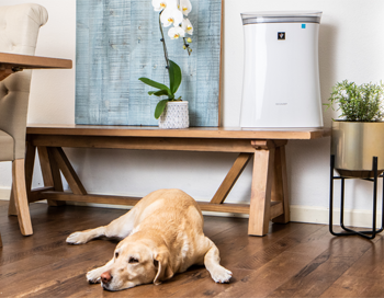 Air Purifier next to dog