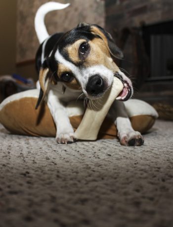 Dog indoors enjoying a bone.