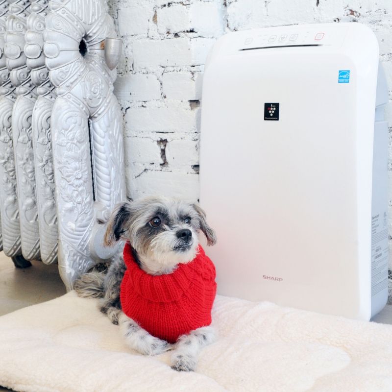 Dig slaying on a floor next to an Sharp Air Purifier.