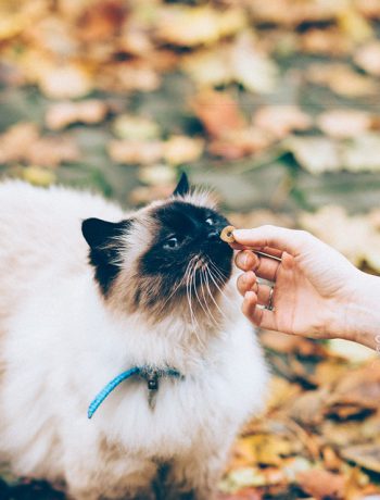 Woman giving her cat a treat outdoors.