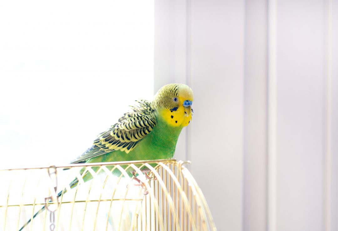 Parrott in a cage near a window.
