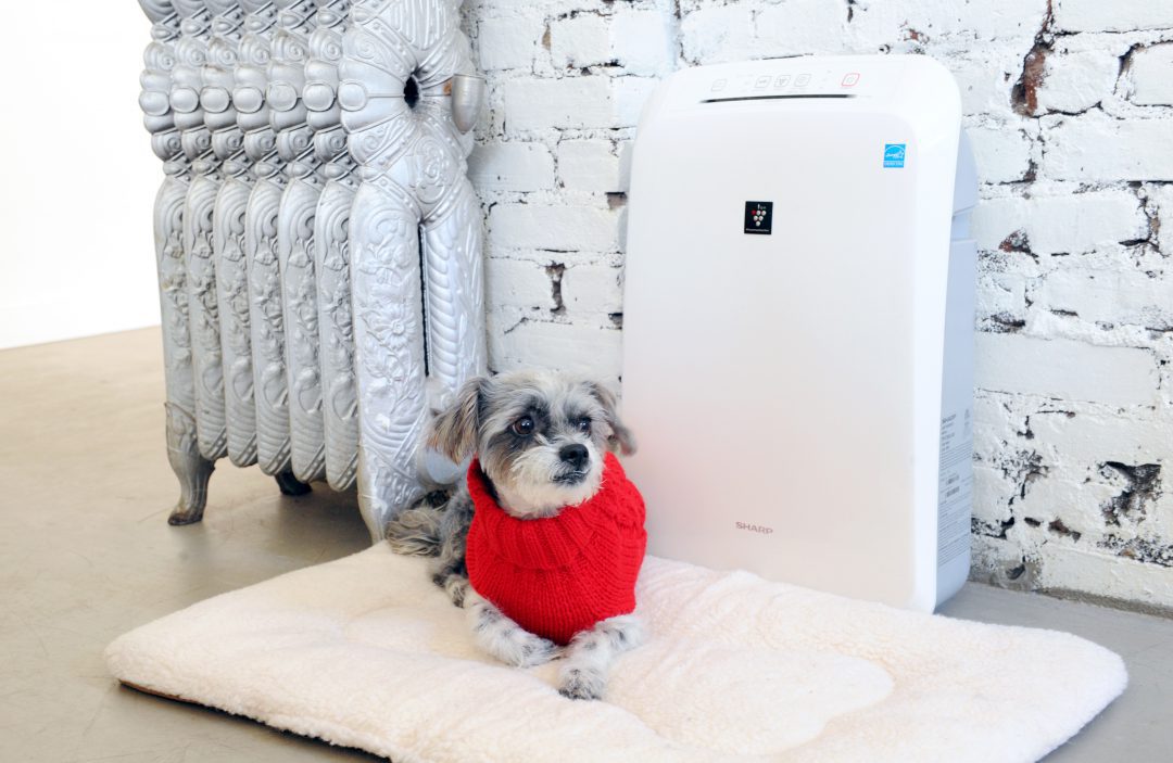 Dog sitting on a bed next to air purifier.