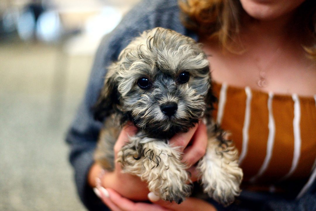 Puppy held in person's arm.