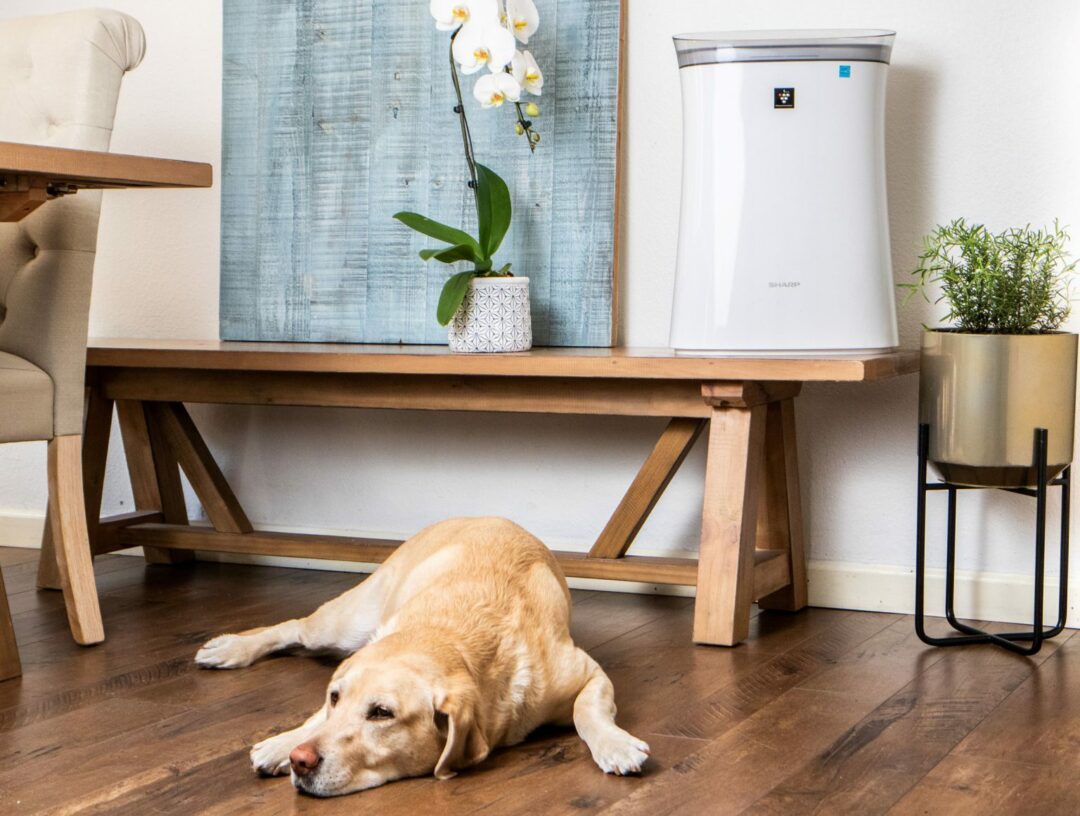 dog on floor with air purifier