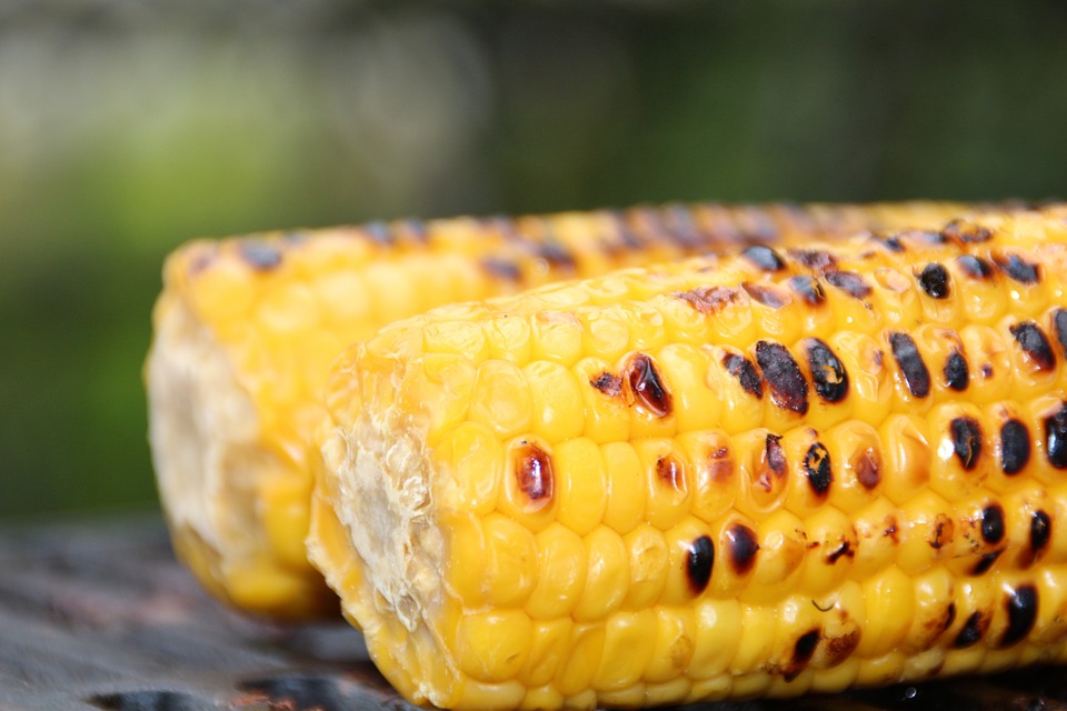 Grilled corn on the cob on a surface outside.