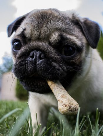 Pug dog in a grass eating a cookie.