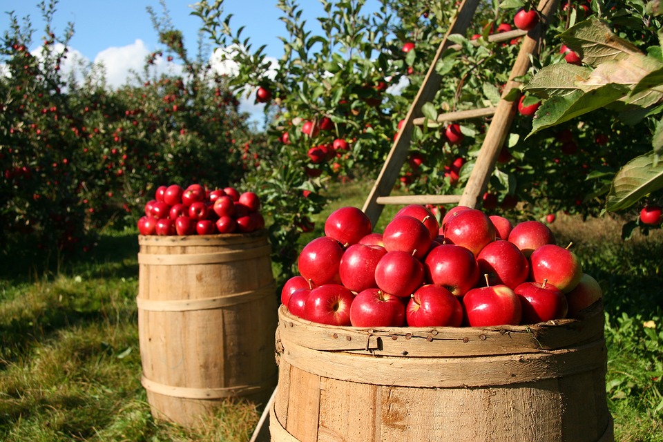 Apple orchards with barrels.