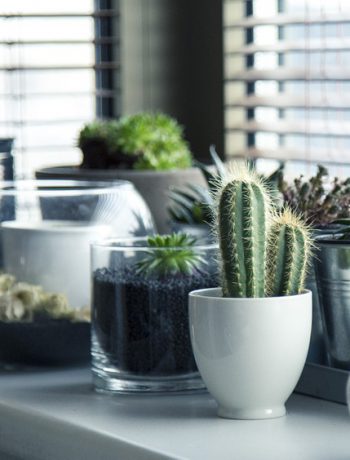 Cacti and plants on a shelf next to a window.