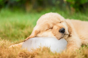 Little cute puppy (Golden Retriever) sleeping on the ice cube in the garden. Animal in summer season concept