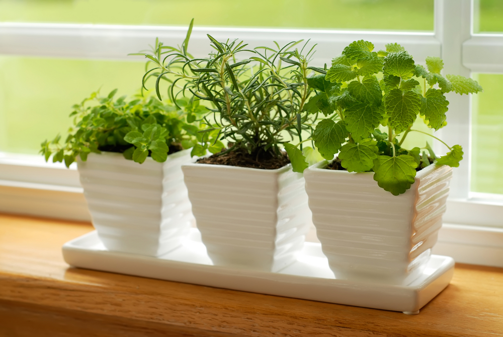 Homegrown herbs growing in pots on a windowsill 